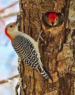 Red-bellied Woodpeckers