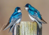 1st~AA~Tree Swallows~Kevin Bernard