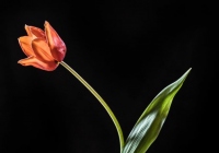1st Place Class A Open – Tulip by Noreen Berthiaume