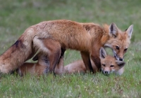 1st-Class-AA-Red-Fox-with-Kits-by-Noreen-Kerrigan