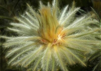 1st Place Class B Open – Feathery Flower, South America by Doug Ray