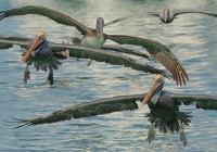 1st Place Digital A Nature – Squadron of Pelicans by Greg Kniseley