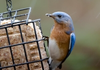 Male Bluebird on Suet Feeder