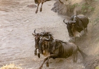 Wildebeest-Migration