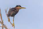 Wildlife-3RD~A~Green Heron on the Lookout~Marshall Tara
