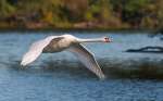 Wildlife-3RD~B~Swan In Flight~Bernard Kevin