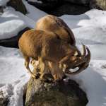 1st-A-Locking-horns-Lewalski David
