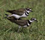 1st-AA-Kildeer Mating-Page Deb