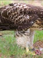 1st-B-Lunch_For_Baby_Hawk-Pascazio Phyllis