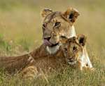 1st Print A-Lion and Cub-Natalya Pluzhnikov