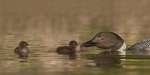 2nd-AA-Common Loon Feeding Chicks-Zuzarte Karl