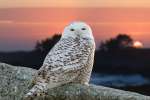 2nd-B-Snowy Owl_Detonnancourt Gary