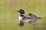 2nd Print A- Common Loon with chick on back-Karl Zuzarte