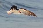 3rd-A -Black Skimmer, Jim Turner