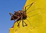 3rd-AA-cricket-on a cactus- Natalya Pluzhnikov