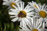 3rd-B-Moth on Daisy-Greenbacker Dale