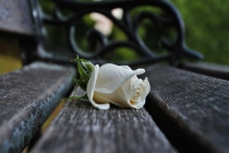 1st-B-Forgotten_Rose-Kathy_French