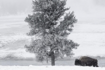 1st-A-Winter_in_Yellowstone-Marshall_Nancy