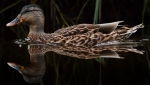 1st-B,-Black Water Duck by Kevin Bernard
