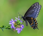 2nd AA, Black Swallowtail by Mike Marceau
