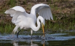 3rd B, Egret Feeding Kevin Bernard