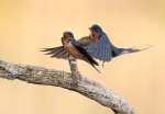 3rd AA, Barn Swallows at Work by Karl Zuzarte, MD