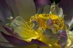 3rd A, Lotus Up Close by Dennis Ryan