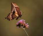 1st Place B~SOFT LANDING~Kevin Bernard