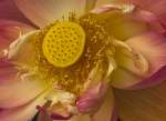 2nd Place A~Lotus~Dennis Ryan
