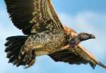 1st Place AA - Rupples Griffon Vulture~Mary Doo