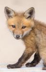 1st_ColorPrintB_Comp1_Fox Kit in Sand_CBarrett