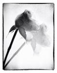 2nd_B&W_Comp1_Rose Shadow_NBerthiaume