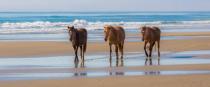 2nd_ColorPrintB_Comp1_Corrolla Wild Horses_CBarrett