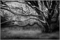 3rd_B&W_Comp1_Spooky Tree_GDetonnancourt