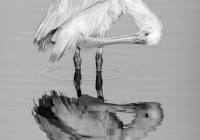 2nd_30-pts_BW-Print_Preening_Owen-Erlich-