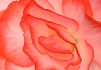 72BBegonia by Lamphear-Marjorie
