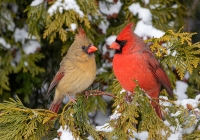 Class-B-Color-Print-IOY-Winter-Cardinals-by-Craig-Colson Class-B-Color-Print-IOY-Winter-Cardinals-by-Craig-Colson