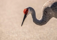 Class-B-Nature-IOY-Sand-Hill-Crane-by-Pam-Lander Class-B-Nature-IOY-Sand-Hill-Crane-by-Pam-Lander