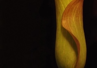 2nd Place Class B Open – Calla by Marjorie Lamphear 2nd Place Class B Open – Calla by Marjorie Lamphear