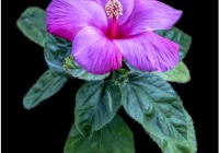 3rd Place Class B Open – Winter Hibiscus in Florida by Joyce Boucher 3rd Place Class B Open – Winter Hibiscus in Florida by Joyce Boucher