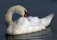 3rd Place Class AA Open – Swan by Katerina Stepanova 3rd Place Class AA Open – Swan by Katerina Stepanova