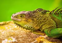 3rd Place Color B Print Open – Green Iguana by Jennifer Kimball-Davis 3rd Place Color B Print Open – Green Iguana by Jennifer Kimball-Davis