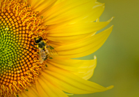 1st Place Class B Open – Bee on Big Flower by Bernadette van der Vliet 1st Place Class B Open – Bee on Big Flower by Bernadette van der Vliet