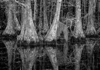 1st Place B&W Print Open – Cypress 2 by Karl Zuzarte 1st Place B&W Print Open – Cypress 2 by Karl Zuzarte