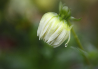 2nd Place Color A Print Open – Rain Drop by Owen Erlich 2nd Place Color A Print Open – Rain Drop by Owen Erlich