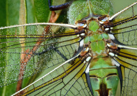 1st Place Color B Print Open – Green Darner #40 by Lauran Landen 1st Place Color B Print Open – Green Darner #40 by Lauran Landen