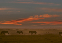 3rd Place Class AA Open – Serengeti Sunset by Syed Rizvi 3rd Place Class AA Open – Serengeti Sunset by Syed Rizvi