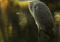 1st Place Color A Print Open – One October Morning by Owen Erlich