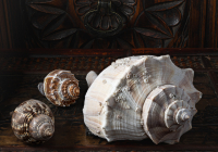3rd Place Class B Open – Three Seashells by Helen Lambiase