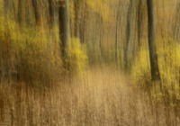 3rd Place Color A Print Open -Autumn by Owen Erlich